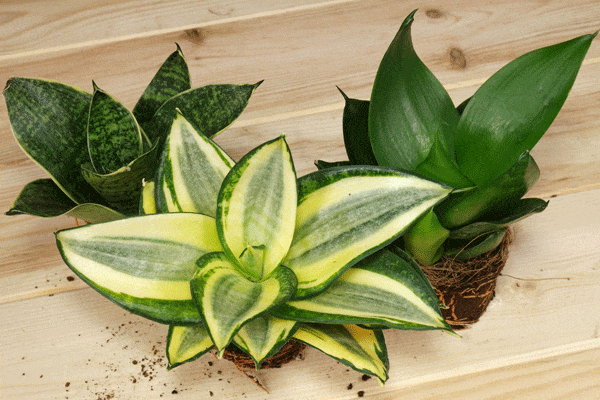 گل سانسوریا